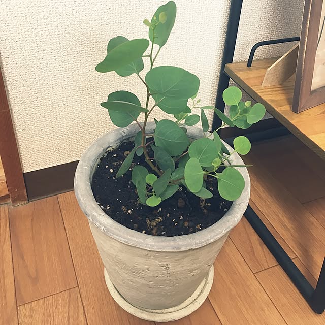 naoさんの実例写真