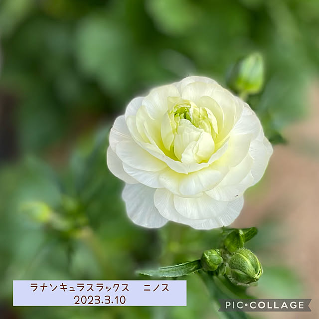 buchiさんの実例写真