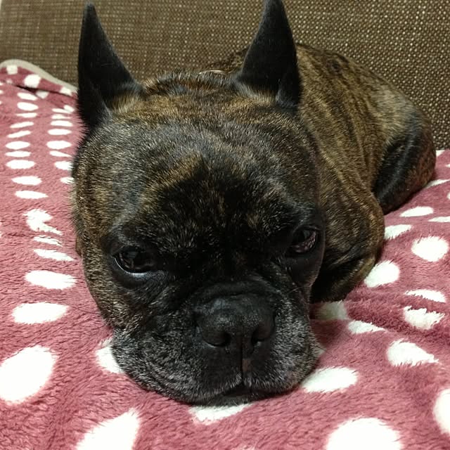 chiekoさんの実例写真