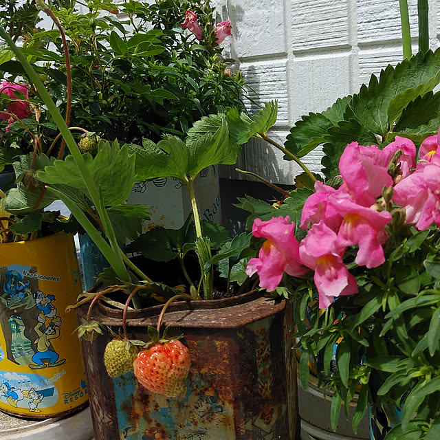 hosiramoさんの実例写真