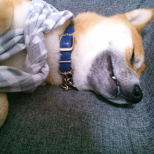 kotaさんの実例写真