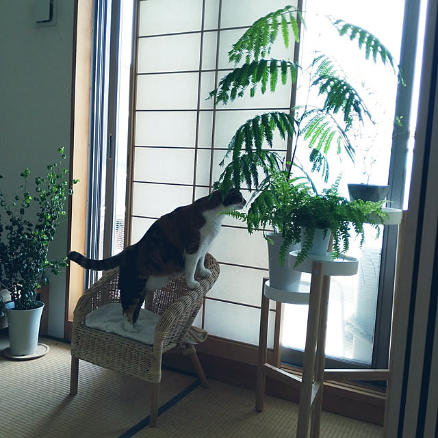 エバーフレッシュ シダ植物のおすすめ商品とおしゃれな実例 エバーフレッシュ シダ植物のおすすめ商品とおしゃれな実例
