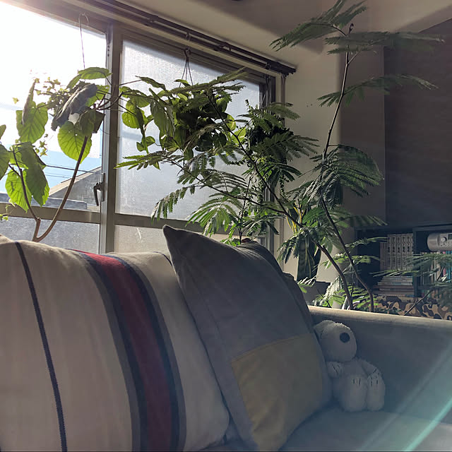 plants.fjkさんの部屋