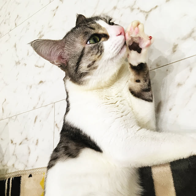 ayaさんの実例写真