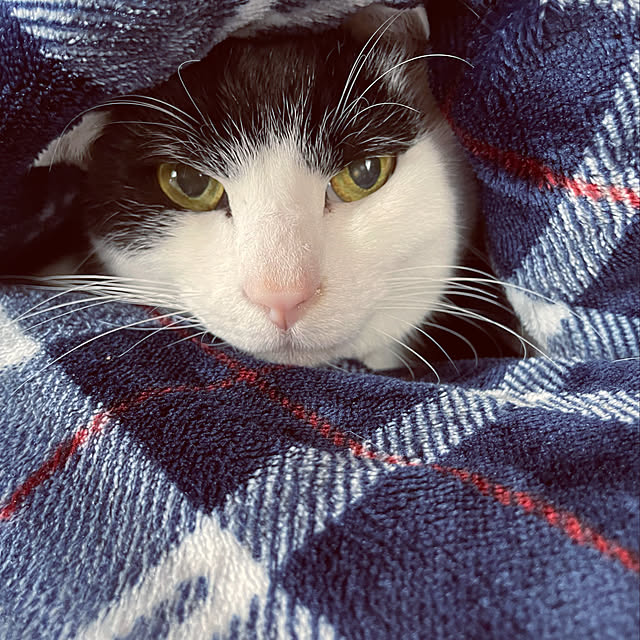 nekosamaさんの実例写真