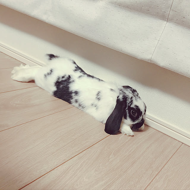 maaさんの実例写真