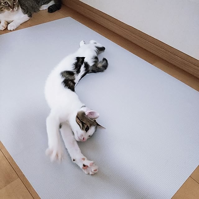kirakirahikaruさんの実例写真