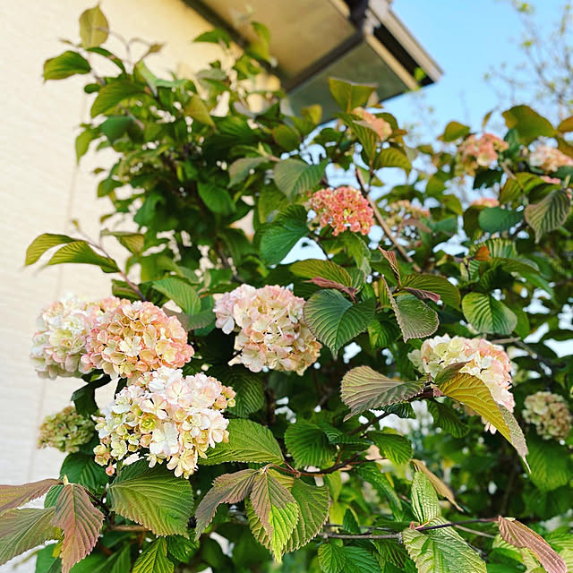 burubonさんの部屋