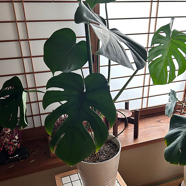 pirokoさんの部屋