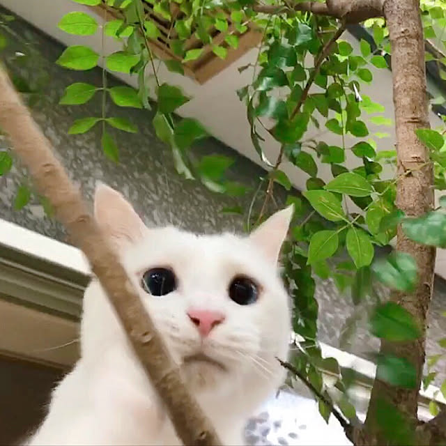 nyanko-beamさんの実例写真