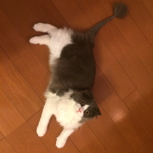 リビング/ねこのインテリア実例 - 2015-07-18 20:49:20