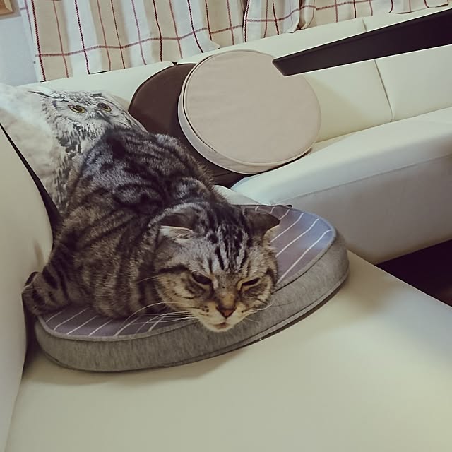 nyan5さんの実例写真