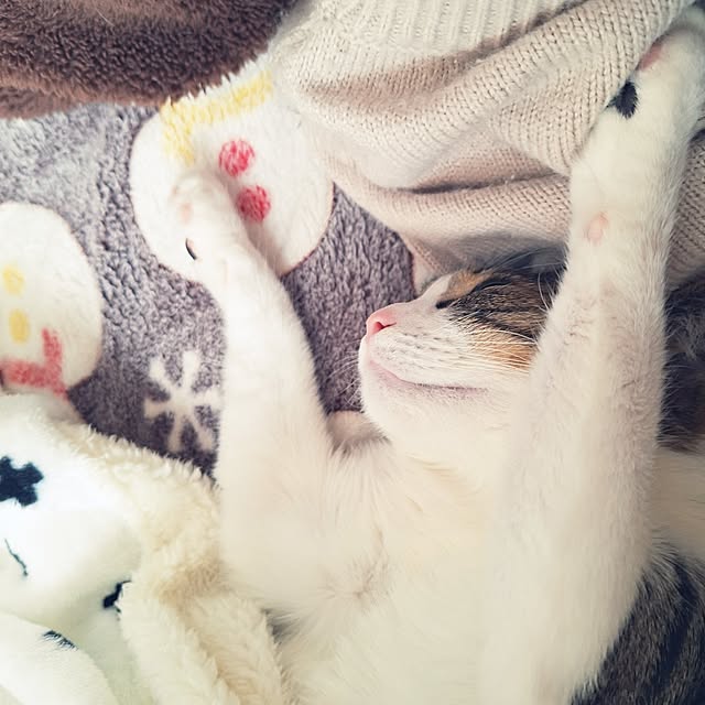 akimameさんの実例写真