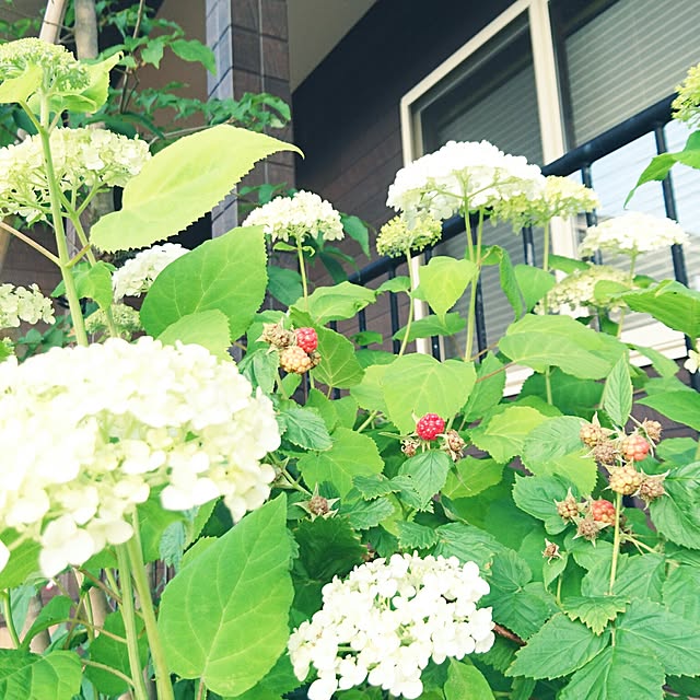 s_h_yさんの実例写真