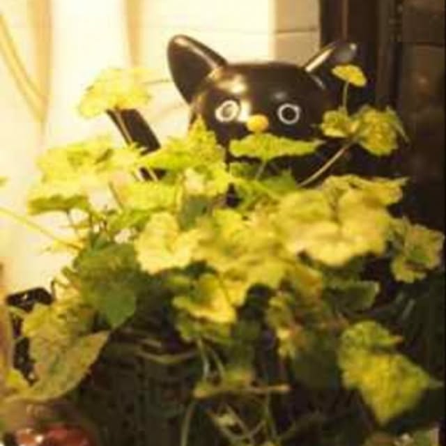 johnnysrockerさんの実例写真
