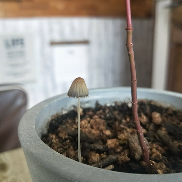 opiopiopiさんの部屋