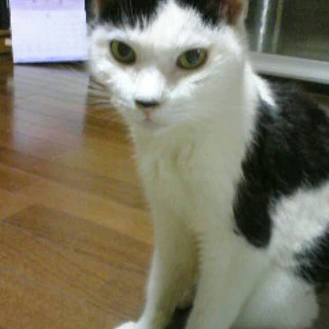 kikinanaさんの実例写真