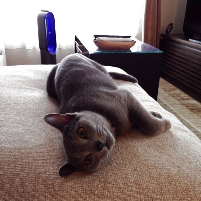 toshiさんの実例写真