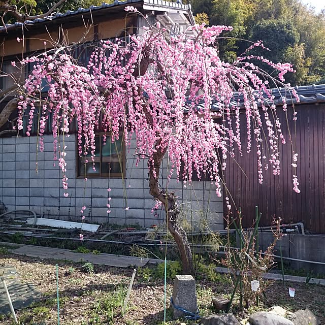 koppeさんの実例写真