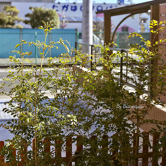 Buaさんの実例写真