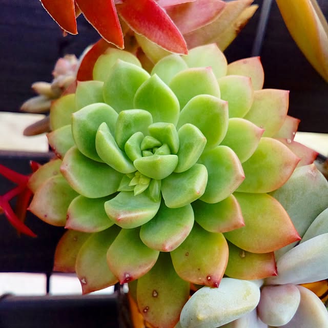 VERANDARJUNさんの実例写真