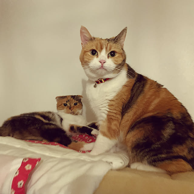 mamekinaさんの実例写真