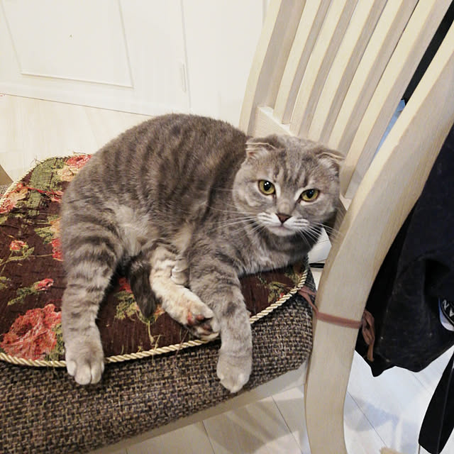 yuzunekosanさんの実例写真