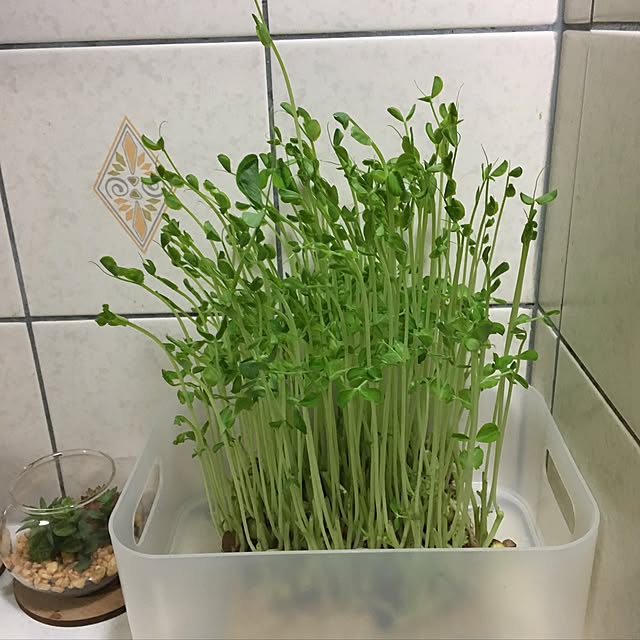 ohanaさんの実例写真