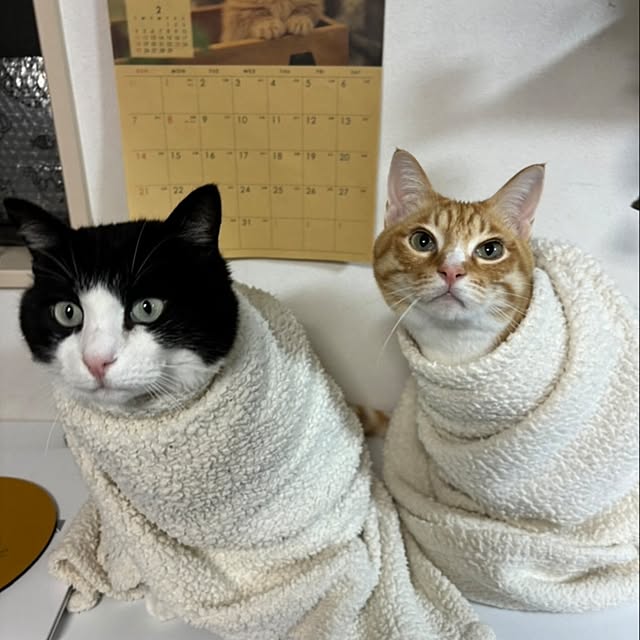 koromaroさんの実例写真