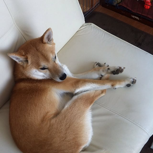 ushioさんの実例写真