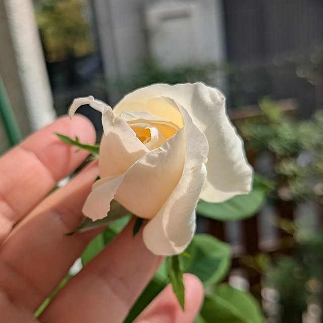 kazuさんの実例写真