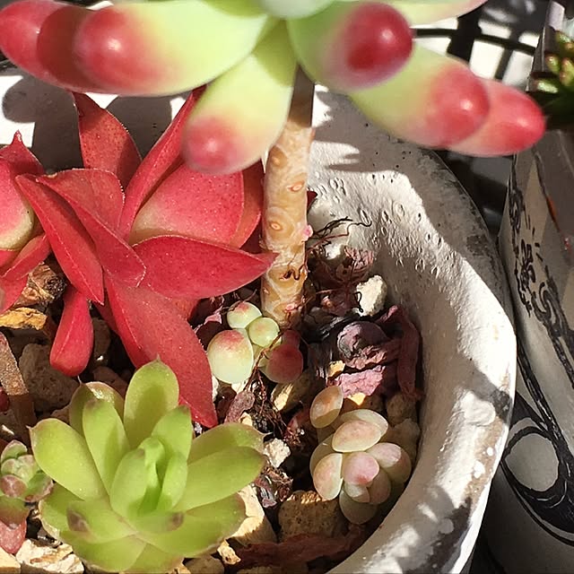 nomnom888さんの実例写真