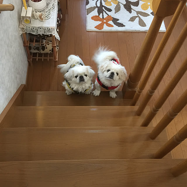 peko226さんの実例写真
