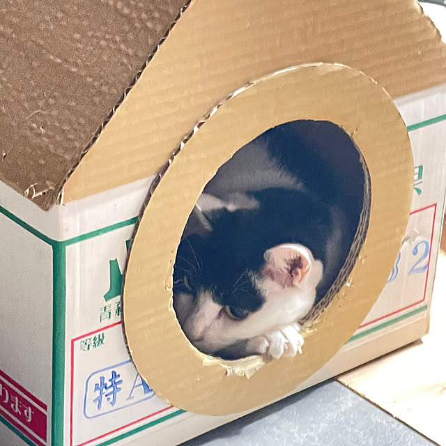 nekosamaさんの部屋