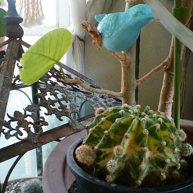 リビング/植物/観葉植物のインテリア実例 - 2017-06-24 09:31:39