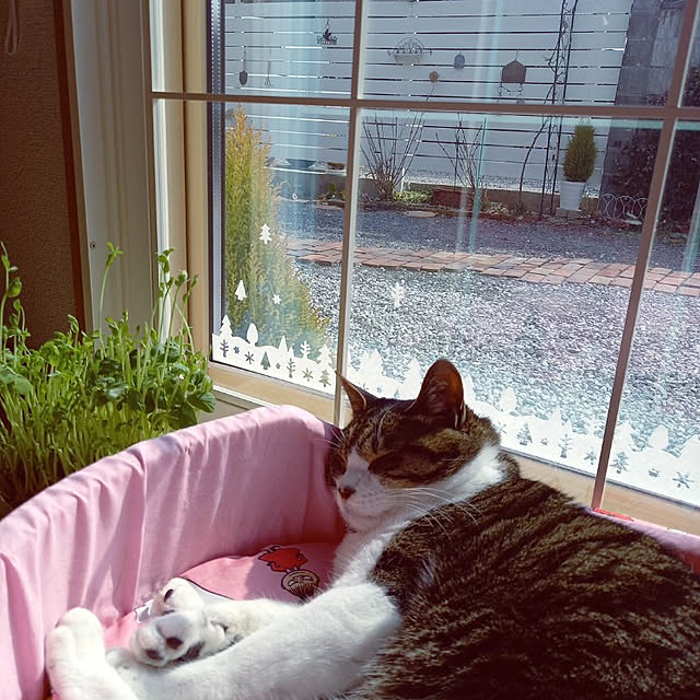 civicglさんの実例写真