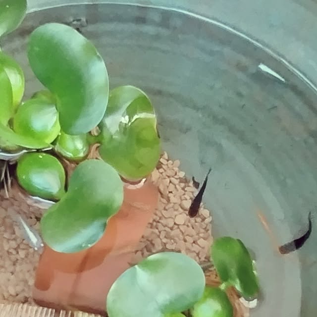 katさんの部屋