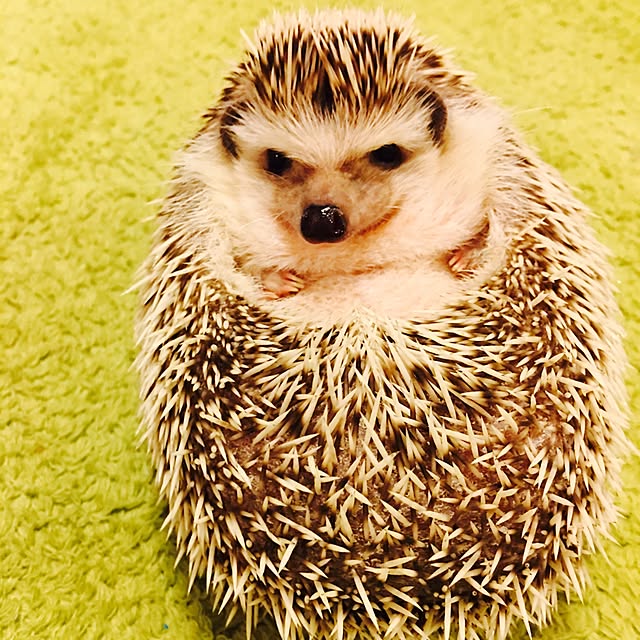 Satomi...tさんの実例写真