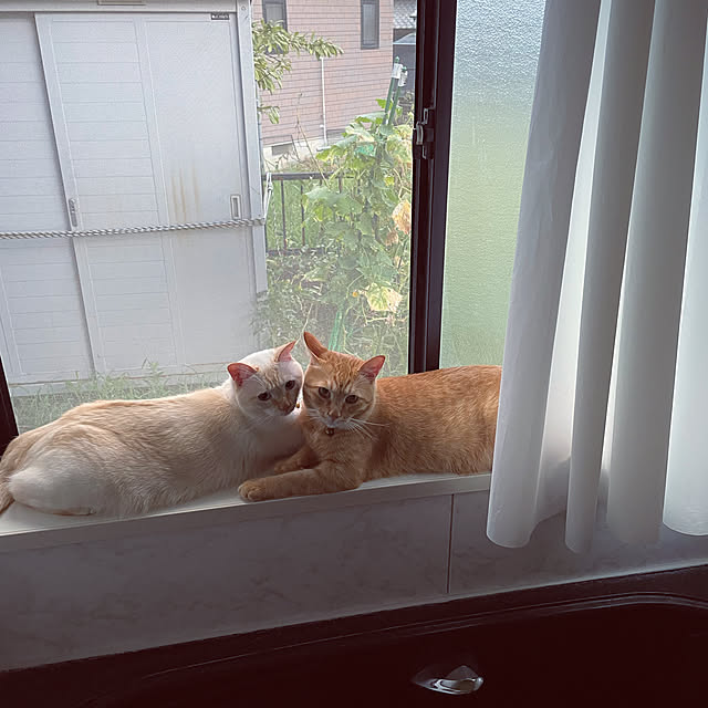 himetanさんの実例写真