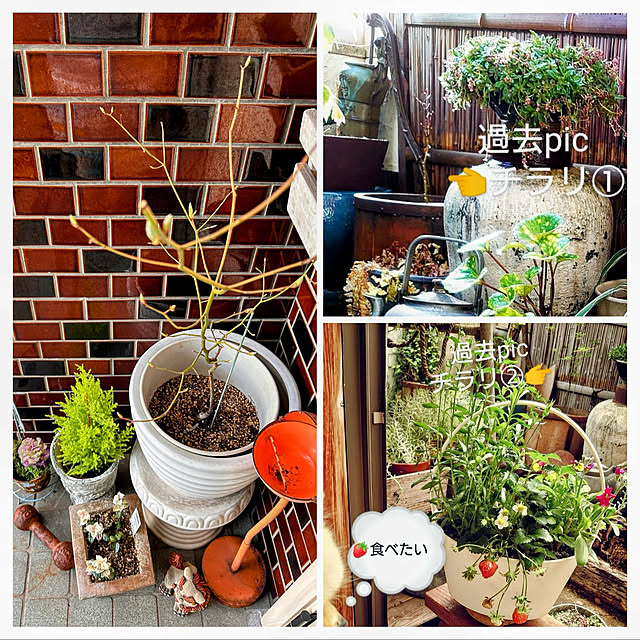 akaidarumaさんの部屋