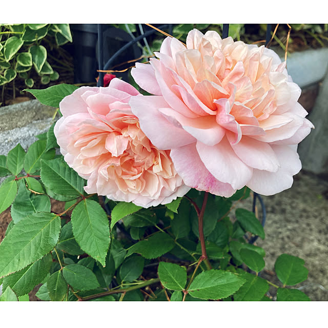 CoCo0617さんの実例写真