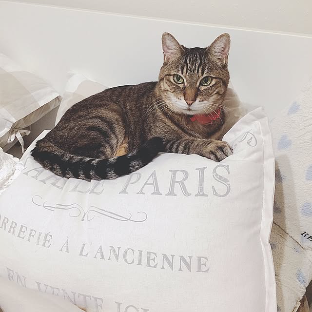lovecatさんの実例写真