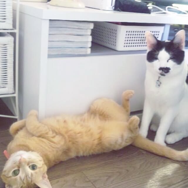 fu-ka24さんの実例写真