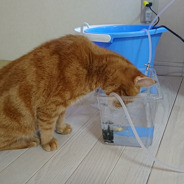 nekomajinさんの実例写真