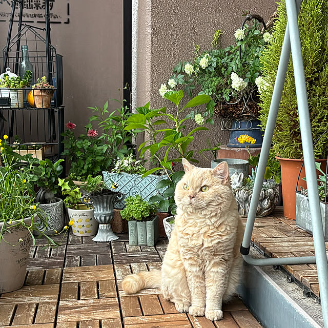 naokoさんの部屋