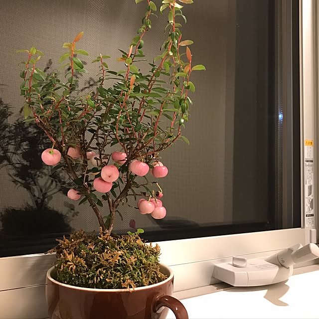 koge0525さんの実例写真