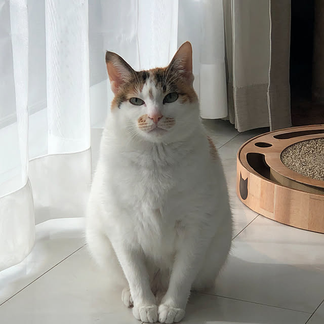 実例写真