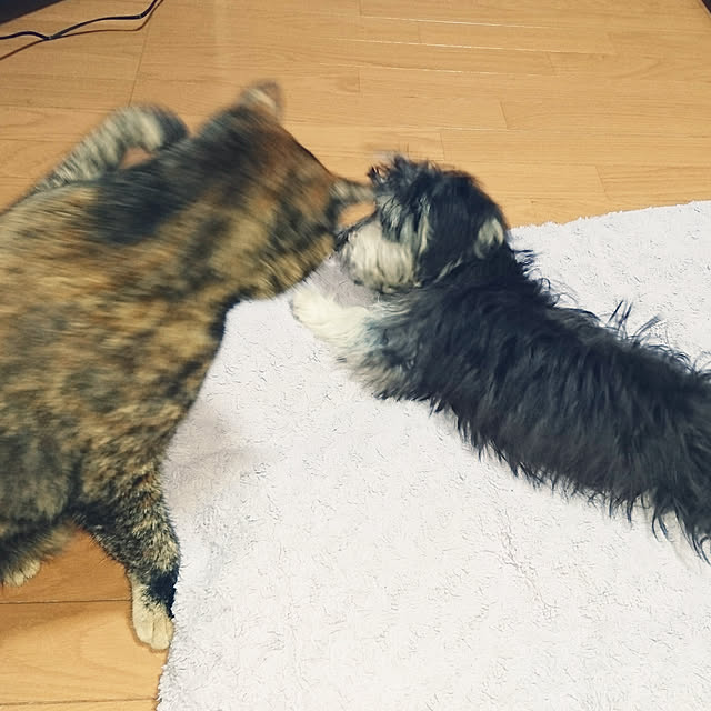 H23さんの実例写真