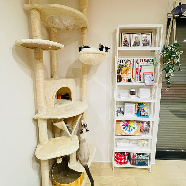 imomusiさんの実例写真