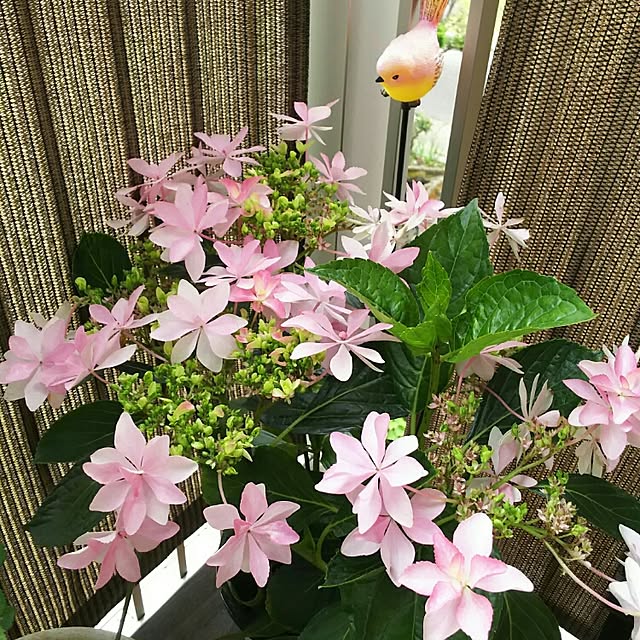 KOHAKUさんの実例写真